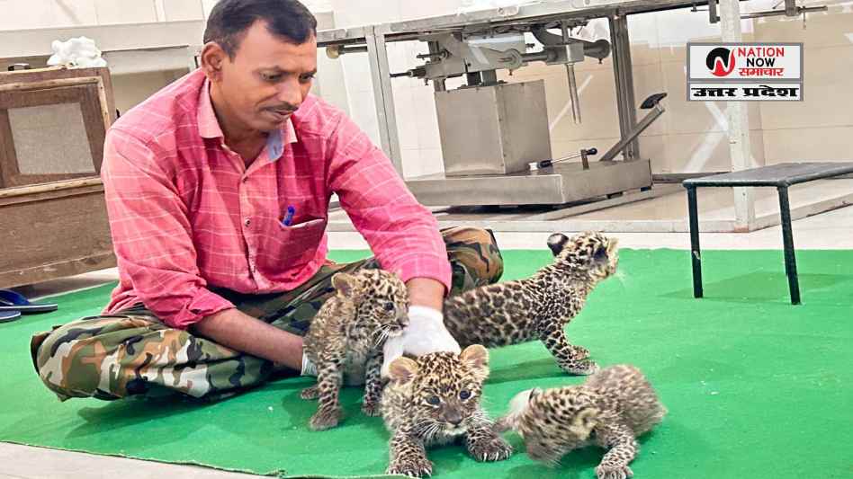 विश्व तेंदुआ दिवस: इटावा सफारी पार्क में 20 तेंदुए मौजूद, रोमांच और संरक्षण का अद्भुत संगम- ETAWAH SAFARI LEOPARDS