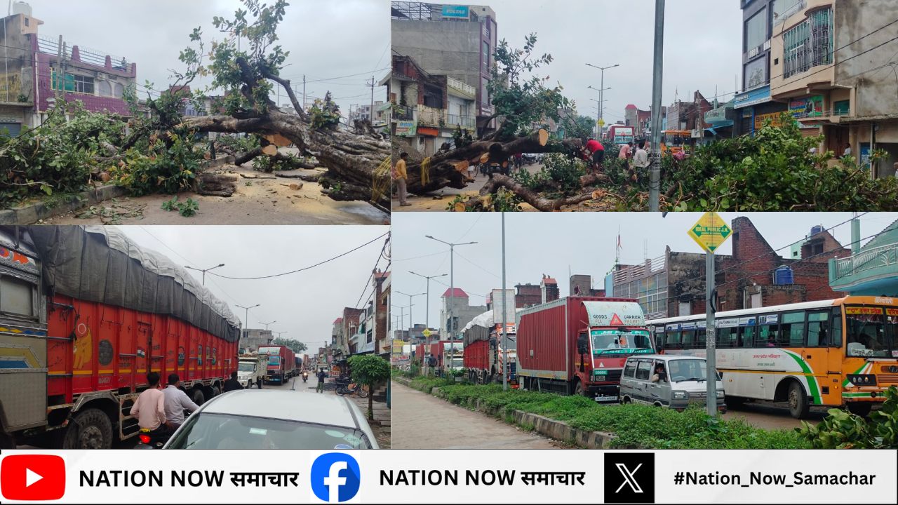 बिधूना: दिबियापुर मार्ग पर विशाल पेड़ गिरने से रक्षाबंधन पर आवाजाही बाधित, विभाग ने हटाने का आश्वासन दिया