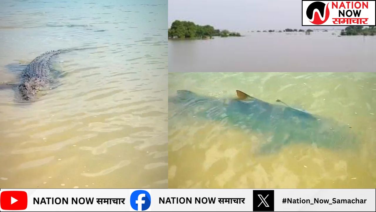 Hamirpur Flood Update- बाढ़ में आया मगरमच्छ और विशालकाय मछली, वीडियो हुआ वायरल | यमुना-बेतवा उफान पर