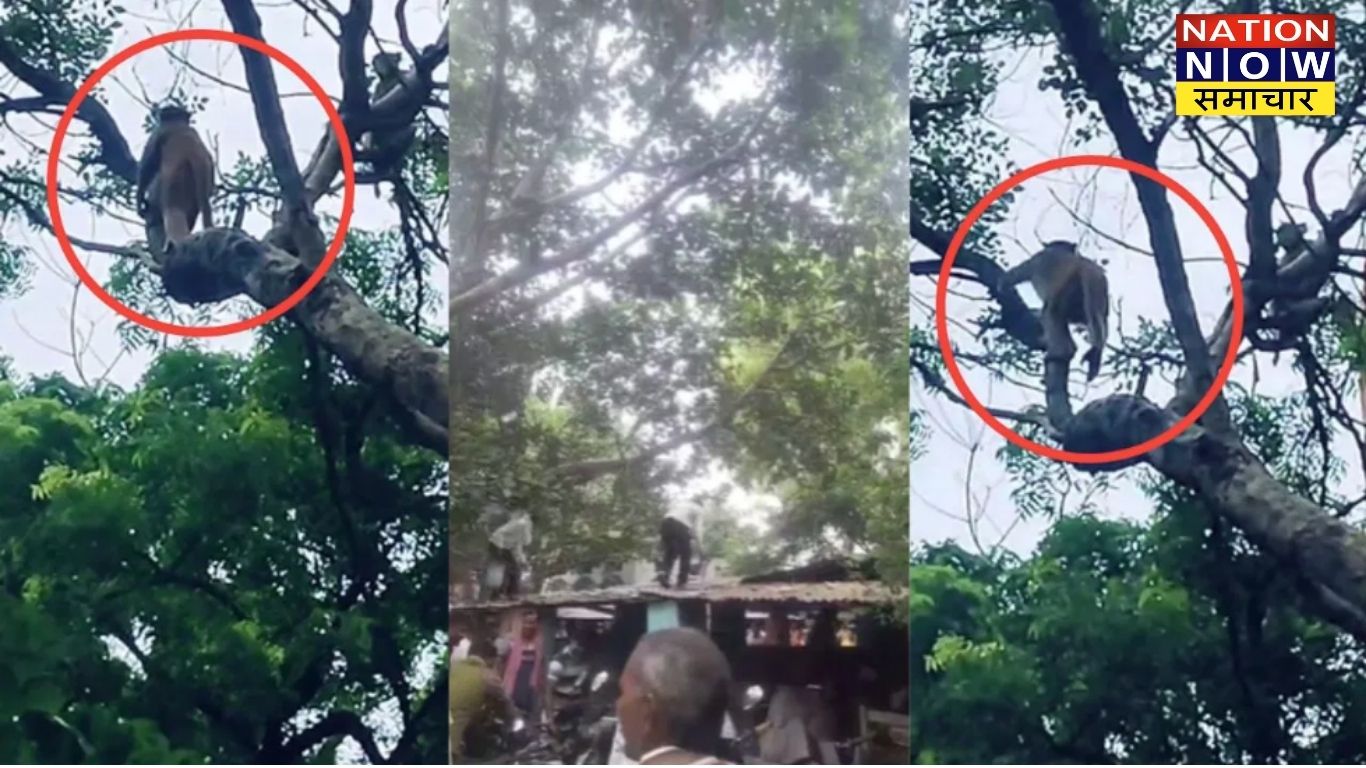 औरैया: तहसील परिसर में बंदरों का आतंक, नोट उड़ाकर मचाई अफरा-तफरी