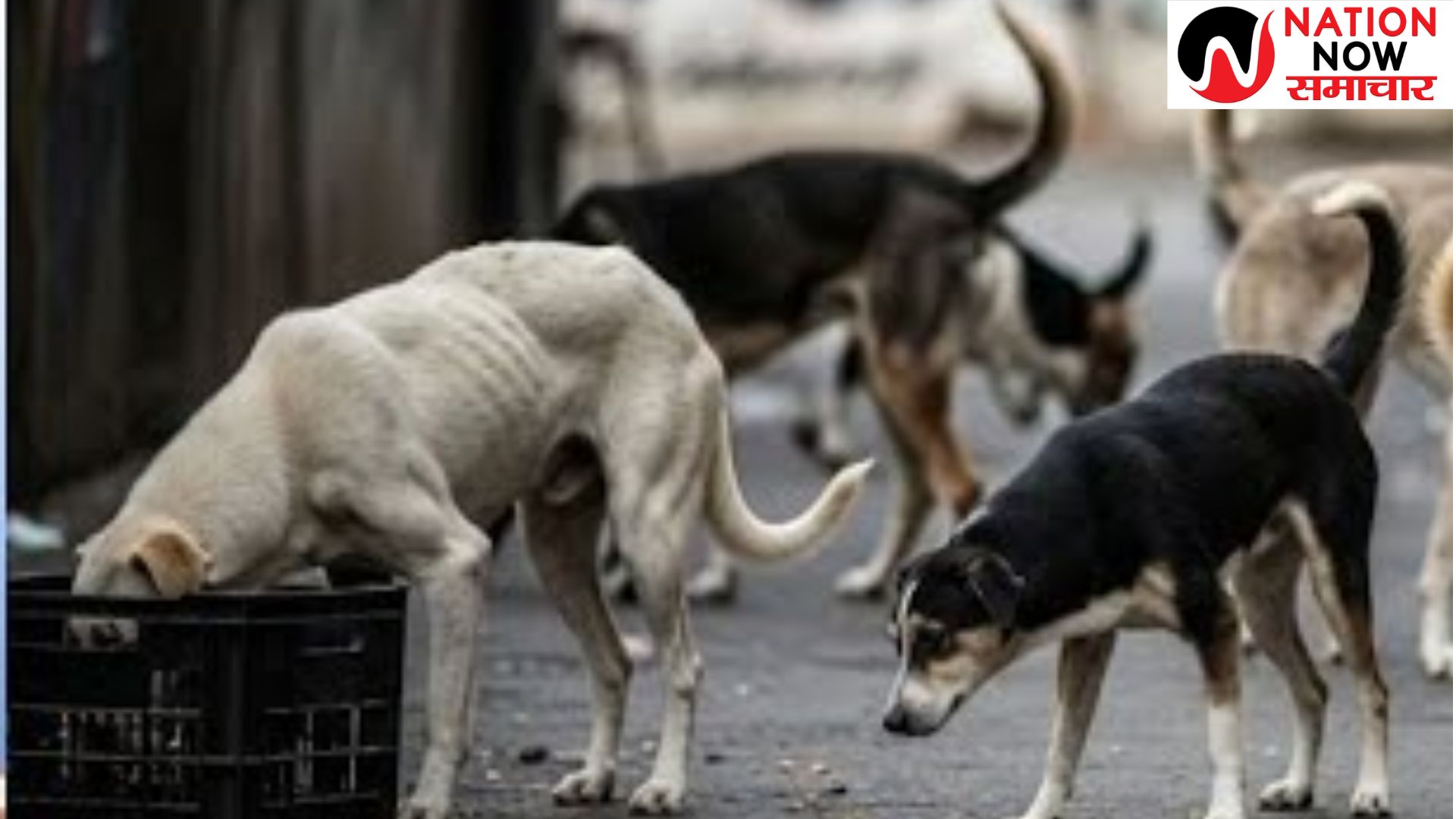 न डॉग शेल्टर, न पर्याप्त नसबंदी सेंटर… आवारा कुत्तों पर SC के आदेश का दिल्ली-NCR में कैसे होगा पालन?