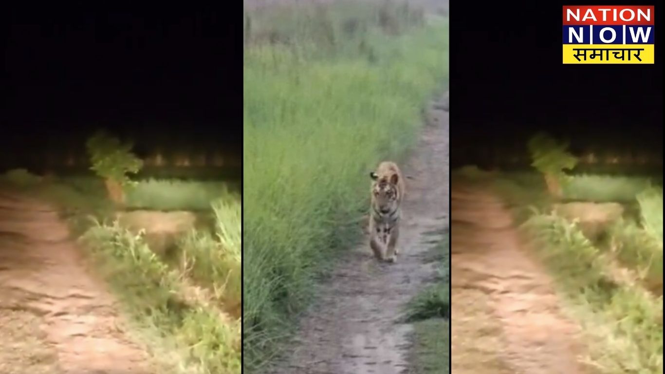 पीलीभीत -जंगल से बाघ निकलकर खेतों में टहलता दिखा, ग्रामीण दहशत में माहौल