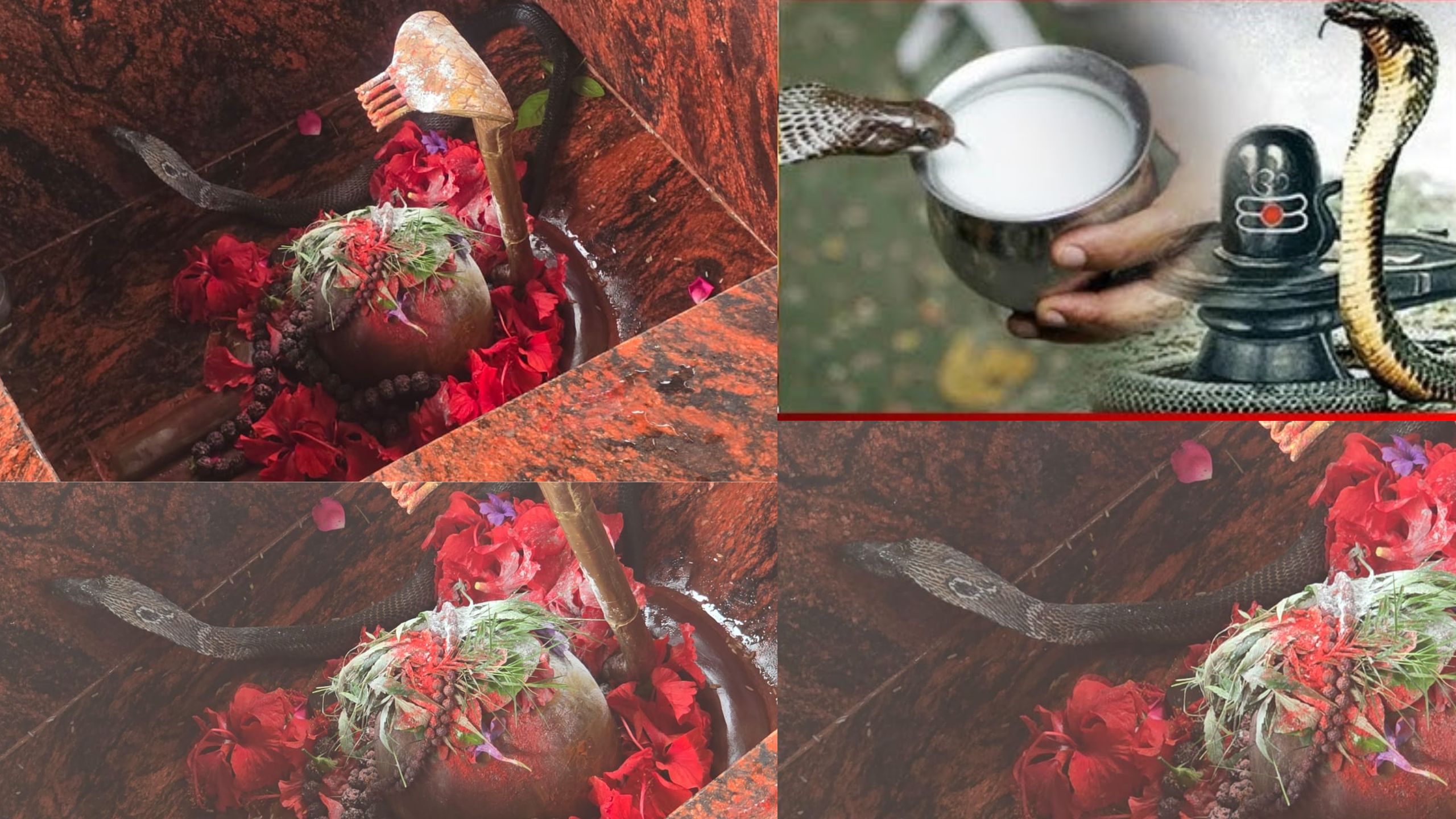 शिवलिंग पर साक्षात नाग देवता के दर्शन, हाजीपुर वरना जैथरा शिव मंदिर में चमत्कार