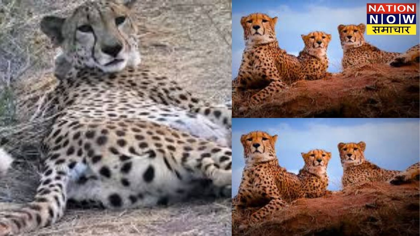 Shifting of 'Dheera' from Gandhi Sagar Sanctuary in Madhya Pradesh to Kuno, the number of cheetahs now stands at three.