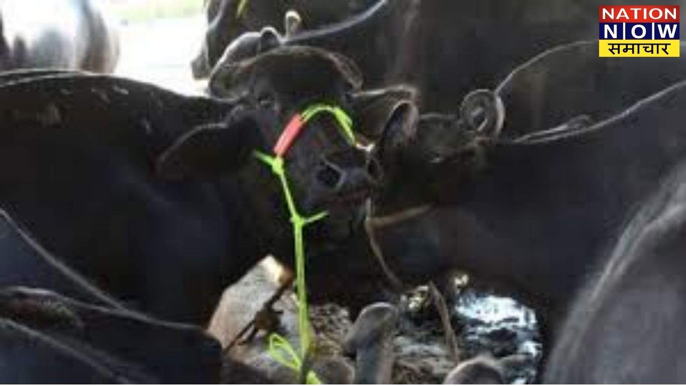 कानपुर देहात: जैसलपुर गांव में किसान की भैंस ने एक साथ दो बच्चों को जन्म दिया