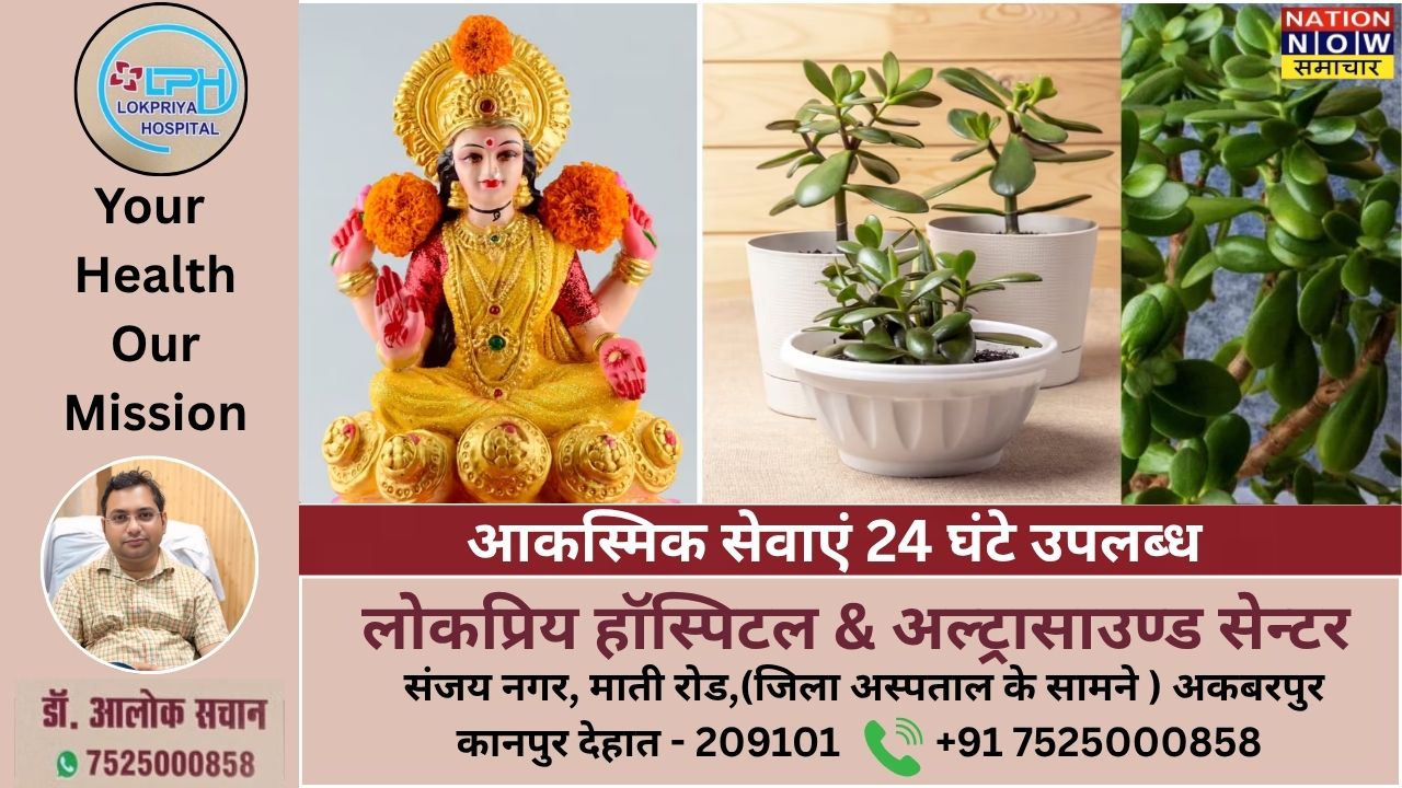 मां लक्ष्मी का पसंदीदा पौधा होगा हरा-भरा, 2 रुपये के नुस्खे से बढ़ाएं घनत्व और ताजगी