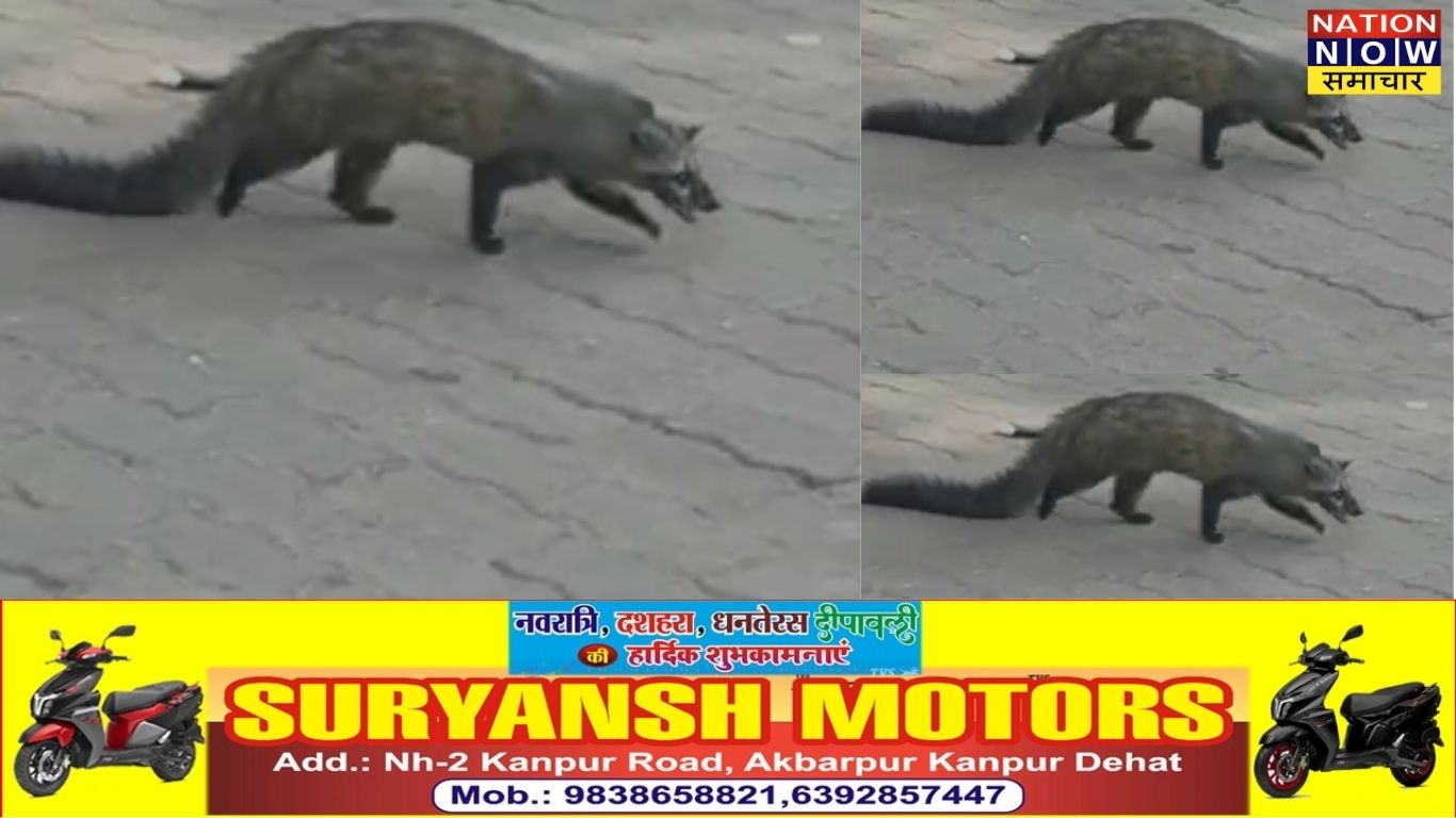 औरैया सोशल मीडिया पर जंगली जानवर दिखा तो मचा हड़कंप, वन विभाग ने कवर बिज्जू को सुरक्षित पकड़ा