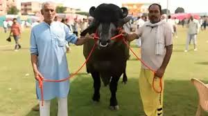 8 करोड़ का ‘विधायक’ बना मेरठ किसान मेले का आकर्षण, खाता है काजू-बादाम और कमाता है लाखों