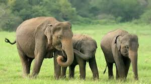Elephant Population India 2025: देश में हाथियों की संख्या में 25% की कमी, आवास नुकसान और बिजली झटके मुख्य कारण
