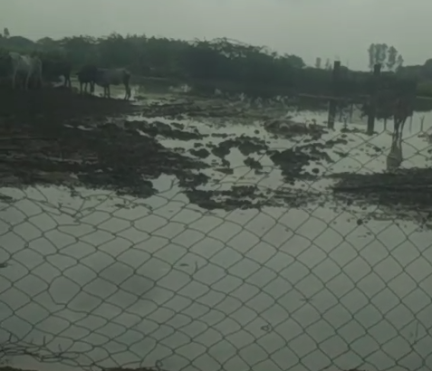 कानपुर देहात: मित्रसेनपुर गौशाला में पानी में डूबते गोवंश का वायरल वीडियो, प्रशासन ने किया जांच शुरू
