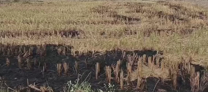 कानपुर देहात जिला मुख्यालय से दूर खुलेआम जलाई जा रही पराली , सुप्रीम कोर्ट के आदेशों की फिर उड़ी धज्जियां