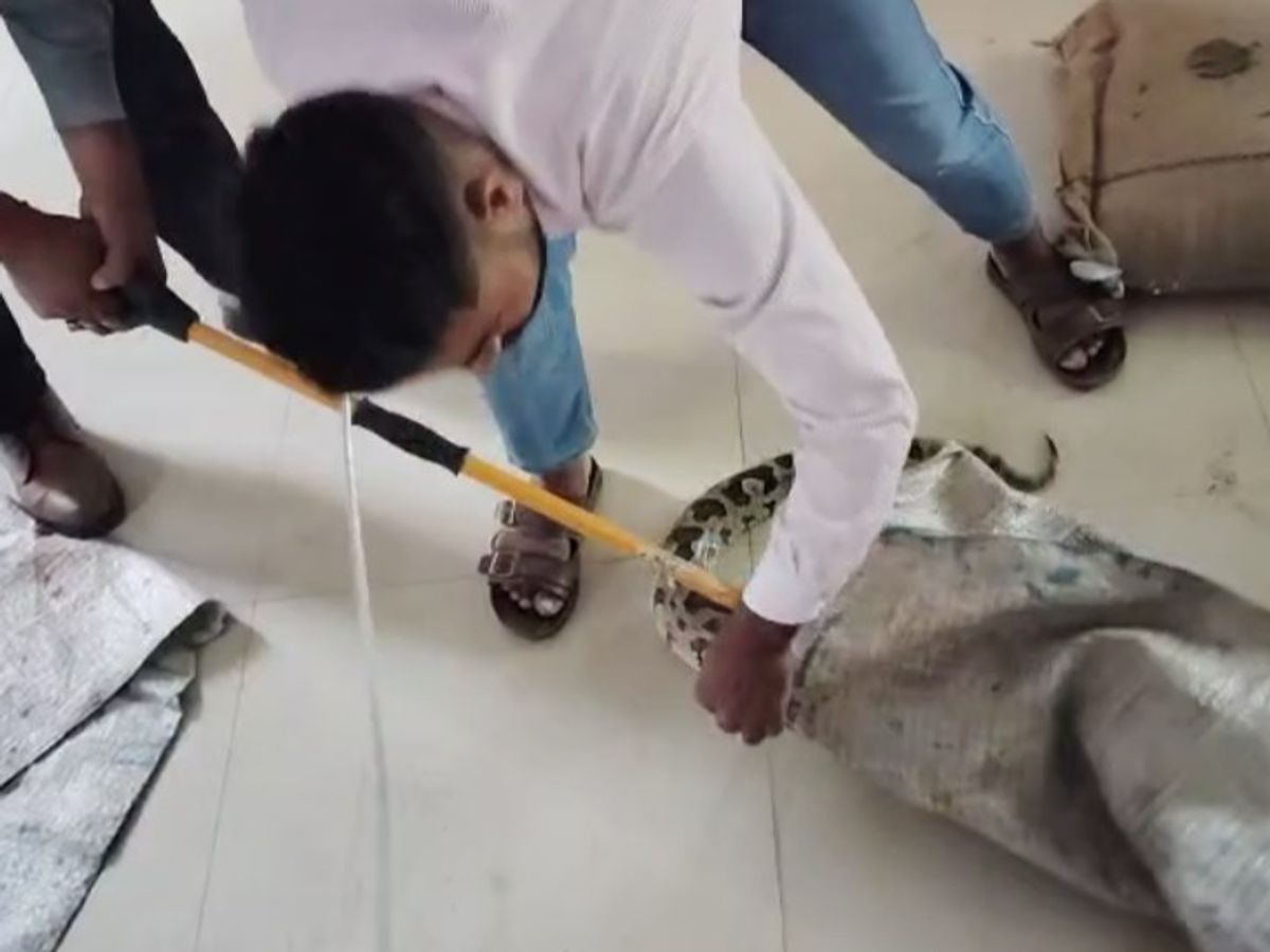 जालौन: सरकारी स्कूल के स्टोर रूम में 10 फीट का अजगर निकलने से मचा हड़कंप