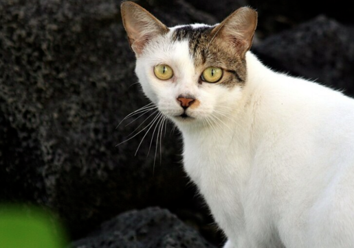 वन्य प्रजातियों की रक्षा के लिए न्यूजीलैंड का मिशन,फेरल कैट्स होंगी 2050 तक समाप्त
