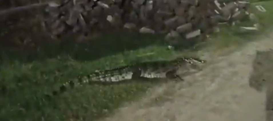 कानपुर: रेजिडेंसी में घुसे दो ‘मगरू’, मोहल्ले में मचा हड़कंप,लोगों ने ईंट चलाकर भगाया!