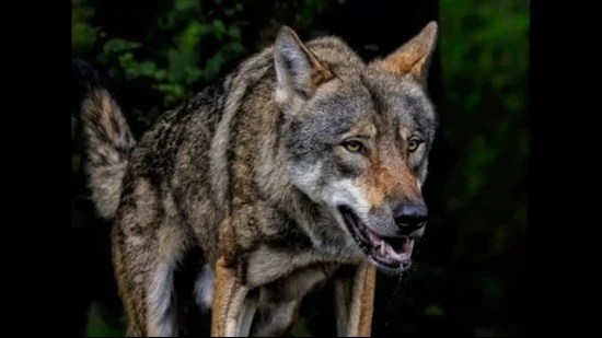 बहराइच में भेड़ियों का आतंक: आंगन से मासूम को उठा ले गया आदमखोर, पीछा करने पर झाड़ी में छोड़कर भागा