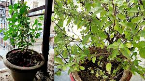 Tulsi Plant Care in Winter: सर्दियों में तुलसी का पौधा कैसे रखें हरा-भरा, जानिए सही देखभाल के तरीके