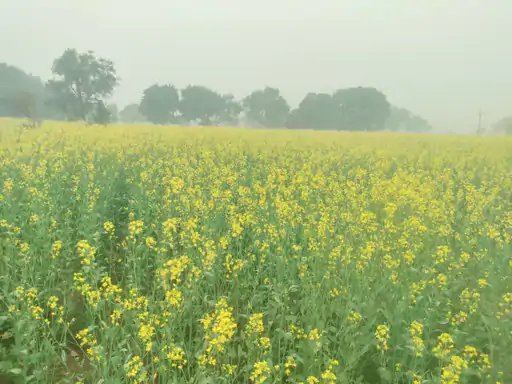 Kanpur Dehat Weather: ठंड-कोहरे का असर, रबी फसलों को फायदा, पाले का खतरा