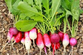 Can you eat radishes leaves: मूली और शलजम के पत्ते कैसे खाएं? हार्ट हेल्थ से इम्यूनिटी तक,जानें इन हरी पत्तियों के बड़े फायदे