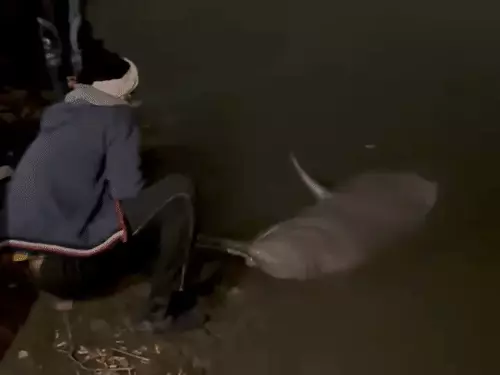 कानपुर गंगा में 350 किलो की डॉल्फिन की मौत:लोग बोले- प्रदूषण से जान गई